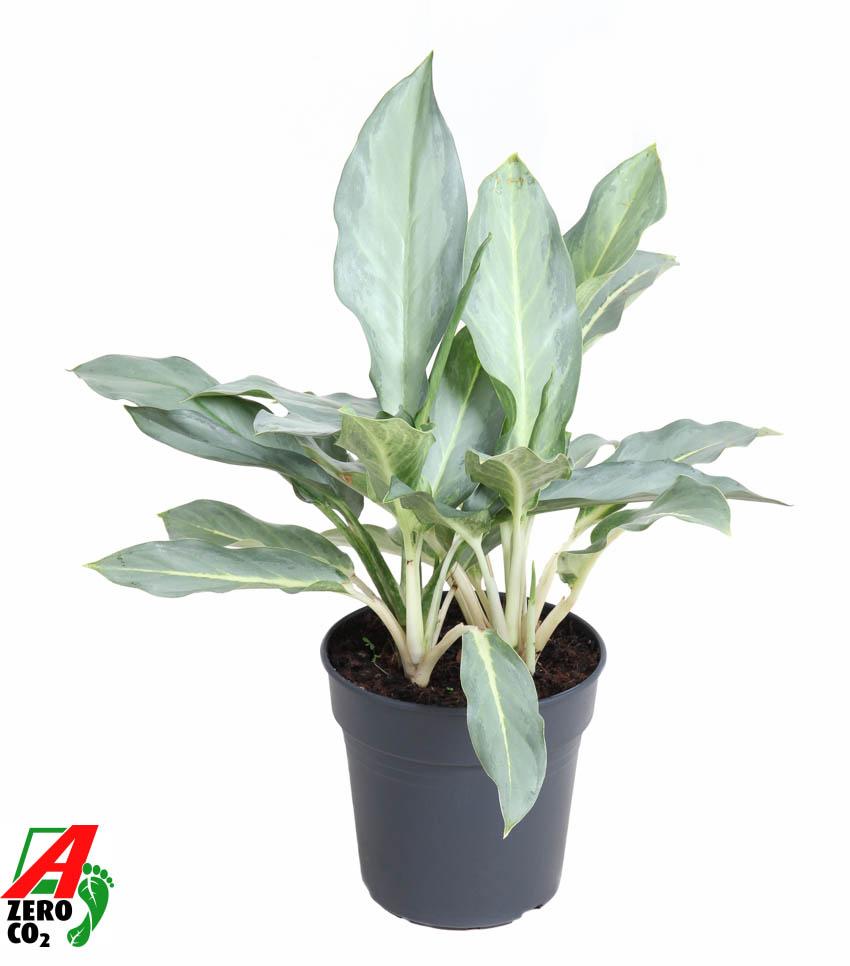 Горшечные цветы и растения оптом Aglaonema Ghost от 1шт из Голландии с доставкой по России