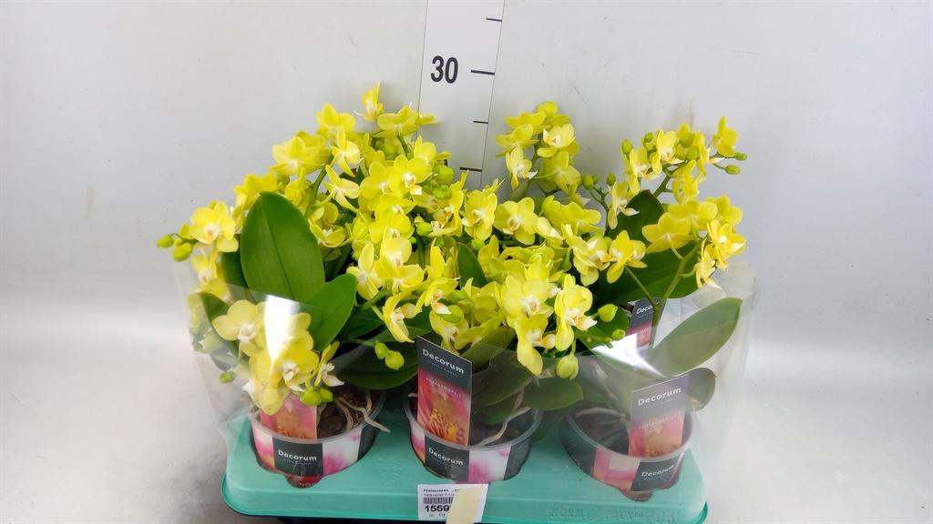 Горшечные цветы и растения оптом Phalaenopsis   ...yellow от 6шт из Голландии с доставкой по России