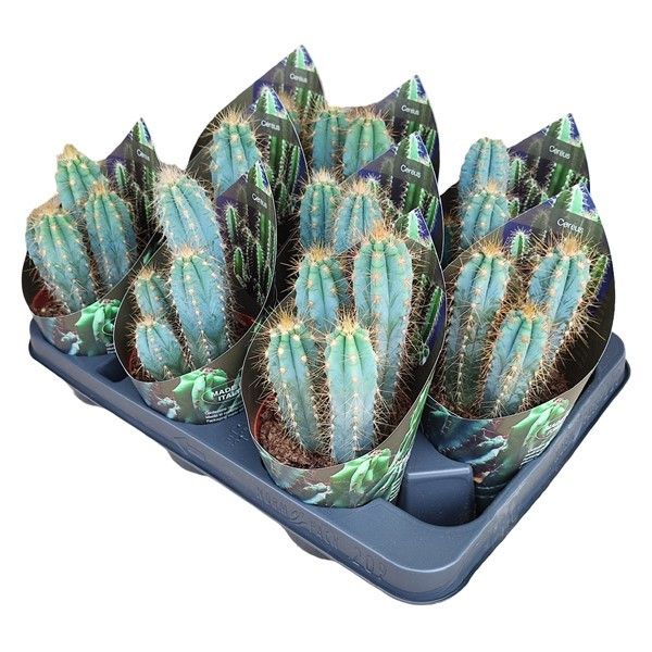Горшечные цветы и растения оптом Pilosocereus Azureus Potcover от 9шт из Голландии с доставкой по России