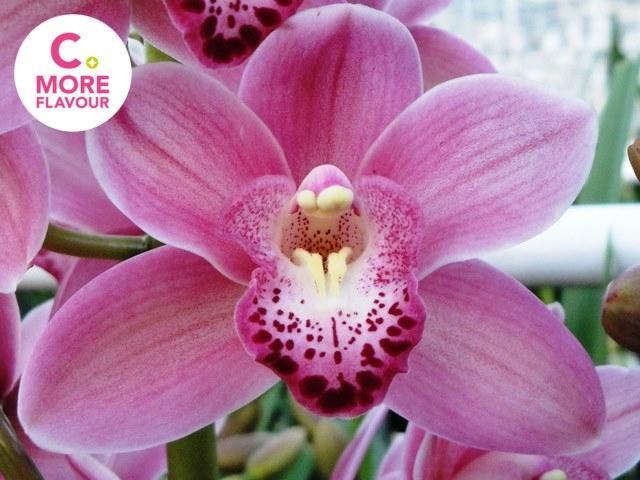 Срезанные цветы оптом Minicymbidium solo от 15шт. из Голландии с доставкой по России