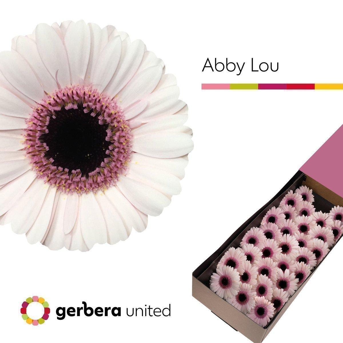 Срезанные цветы оптом Germini abby lou от 30шт из Голландии с доставкой по России