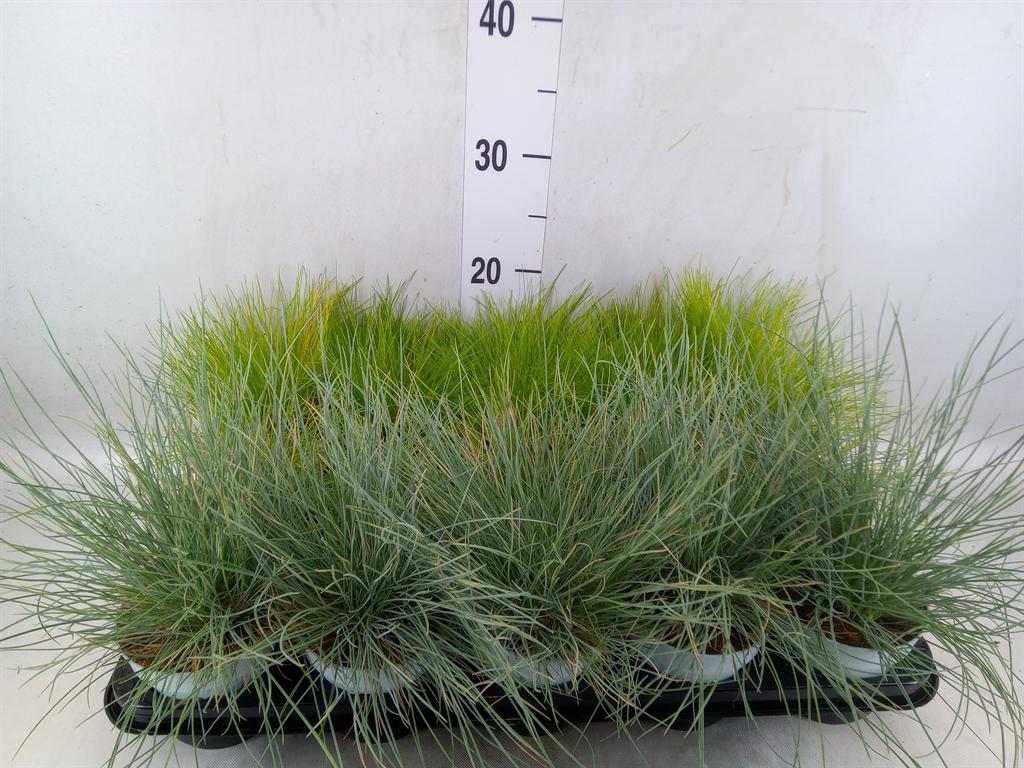 Горшечные цветы и растения оптом Siergras   ...mix 3 /tray   [grass] от 15шт из Голландии с доставкой по России