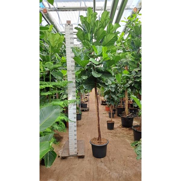 Горшечные цветы и растения оптом Ficus Lyrata Twisted Stem от 1шт из Голландии с доставкой по России