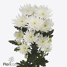 Срезанные цветы оптом Chrys sp topspin от 80шт из Голландии с доставкой по России