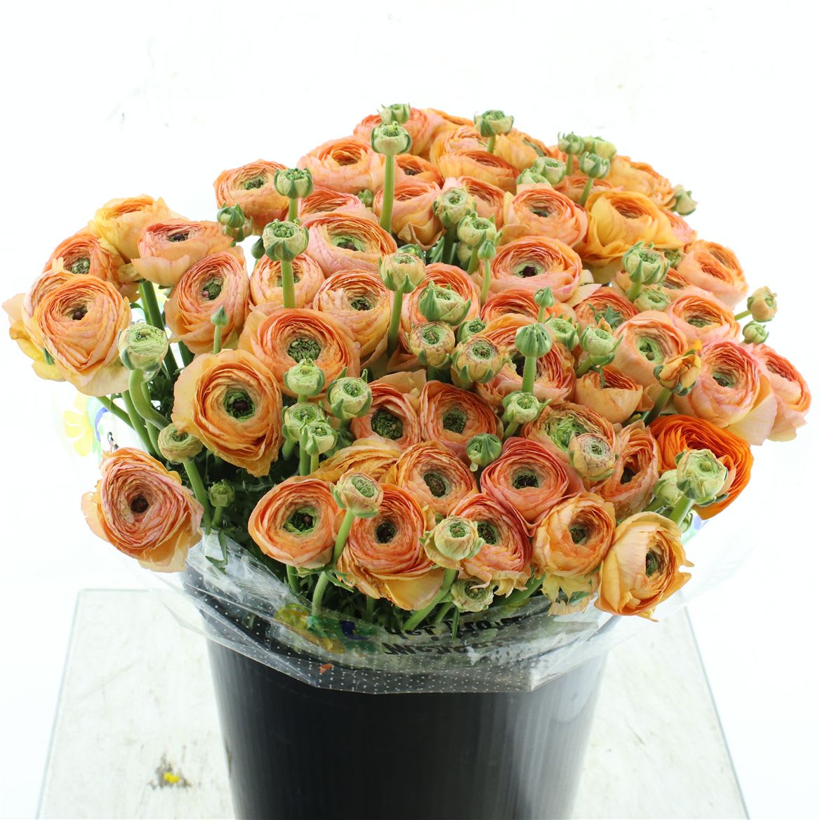 Срезанные цветы оптом Ranunculus success cloud от 50шт из Голландии с доставкой по России