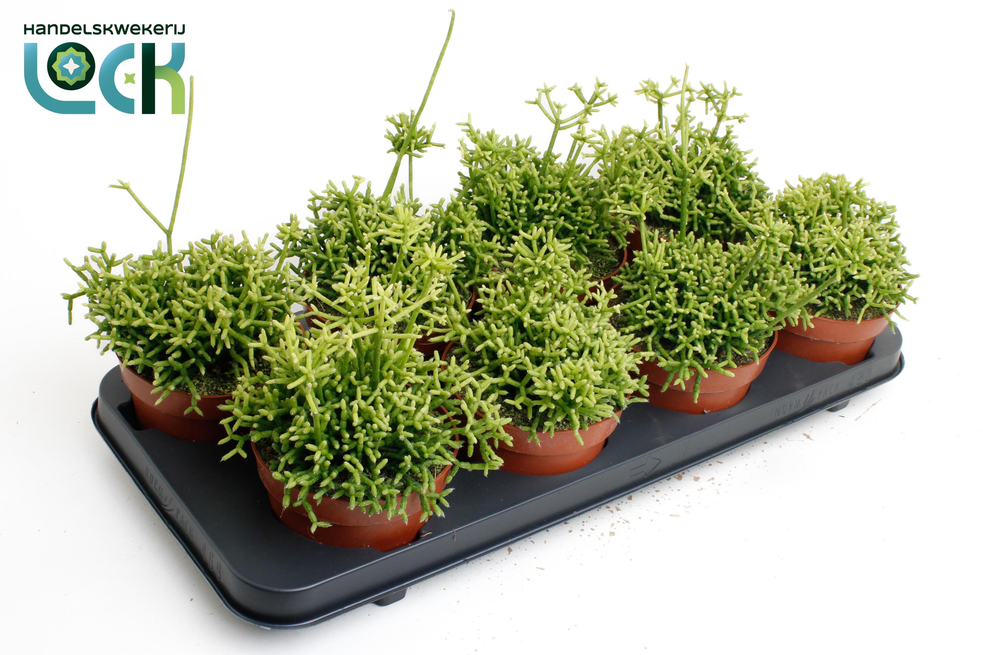 Горшечные цветы и растения оптом Rhipsalis Baccifera Oasis от 8шт из Голландии с доставкой по России
