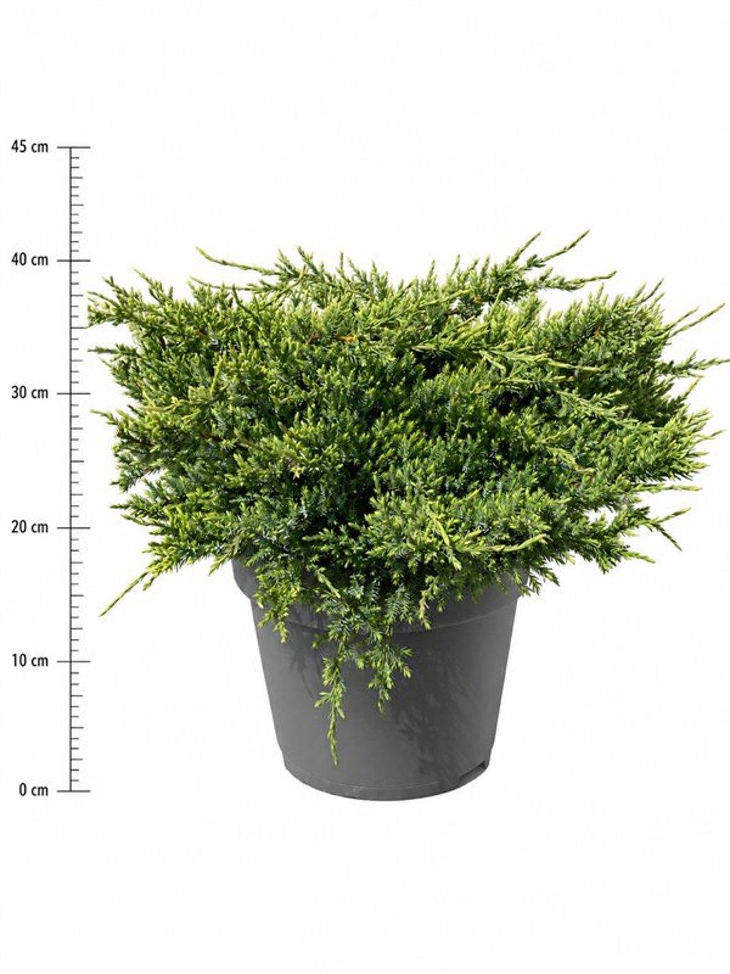 Горшечные цветы и растения оптом Juniperus Squamata holger от 1шт из Голландии с доставкой по России