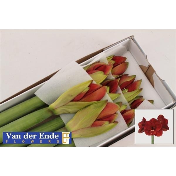 Срезанные цветы оптом Hippeastrum ferrari от 8шт из Голландии с доставкой по России