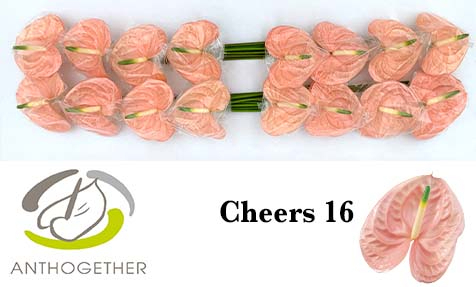 Срезанные цветы оптом Anthurium cheers от 16шт из Голландии с доставкой по России