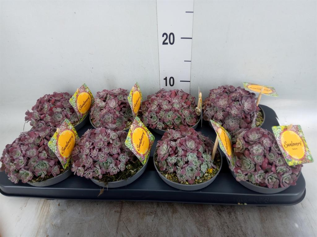 Горшечные цветы и растения оптом Sedum   ... от 8шт из Голландии с доставкой по России