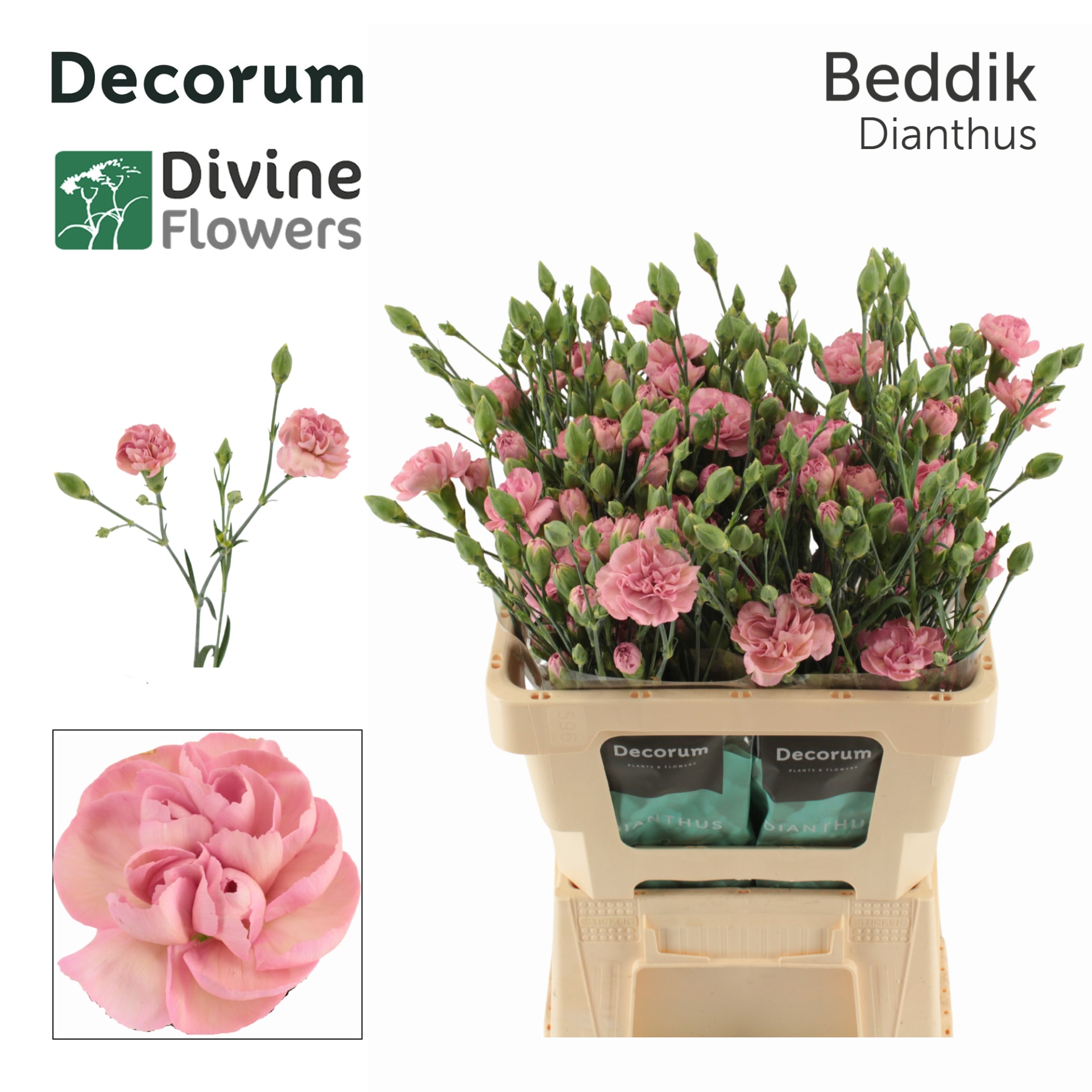 Срезанные цветы оптом Dianthus sp beddik от 60шт из Голландии с доставкой по России