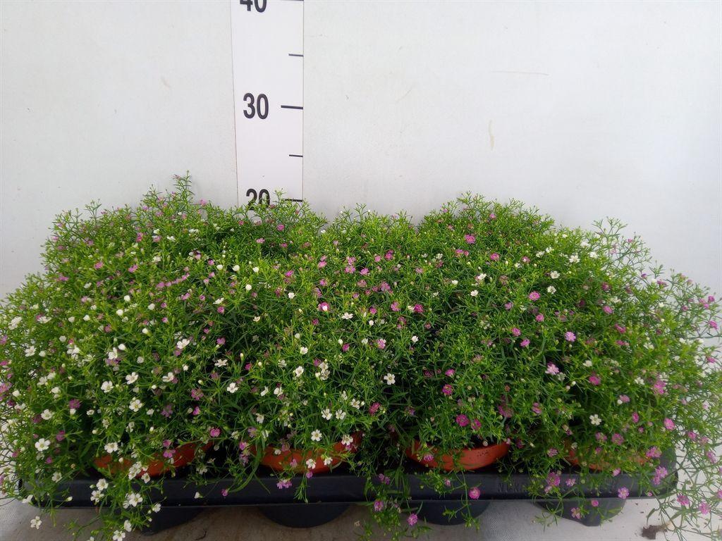 Горшечные цветы и растения оптом Gypsophila Muralis   ...mix /pot от 8шт из Голландии с доставкой по России
