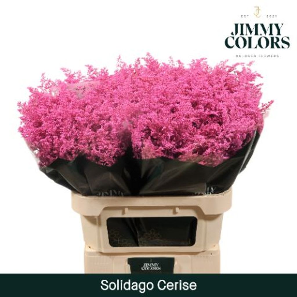 Срезанные цветы оптом Solidago paint cerise от 100шт. из Голландии с доставкой по России