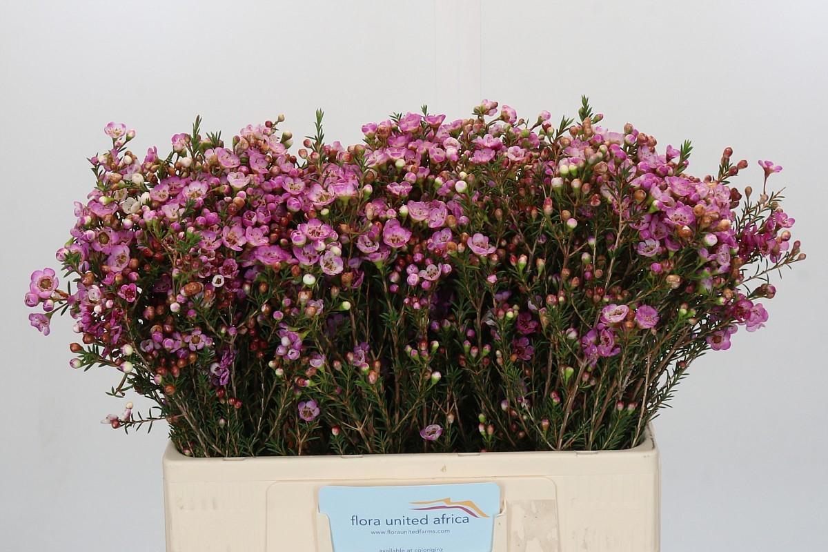 Срезанные цветы оптом Chamelaucium adi от 50шт из Голландии с доставкой по России