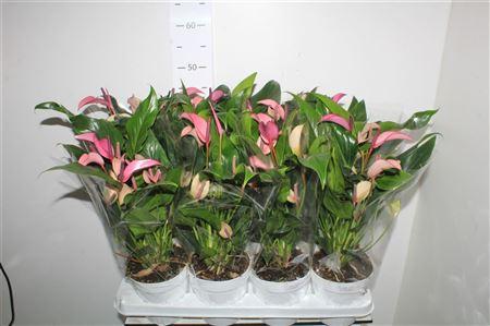 Горшечные цветы и растения оптом Anthu Zizou 8-10 Bloemen+ от 8шт из Голландии с доставкой по России