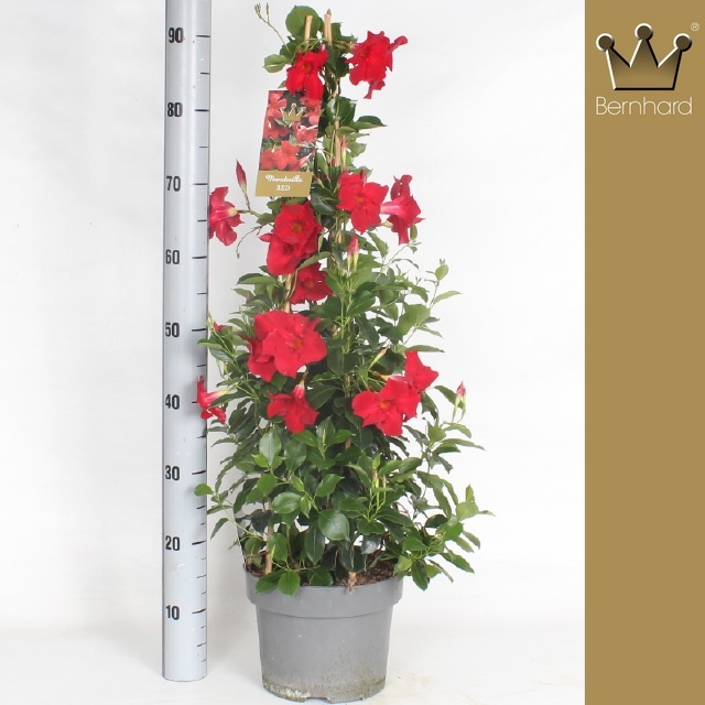 Горшечные цветы и растения оптом Mande Sun Velvet Red от 1шт из Голландии с доставкой по России