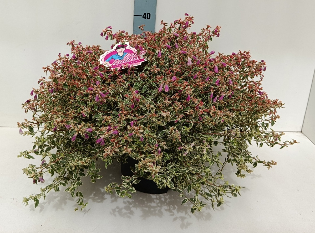 Горшечные цветы и растения оптом Abel Grandiflora от 1шт из Голландии с доставкой по России