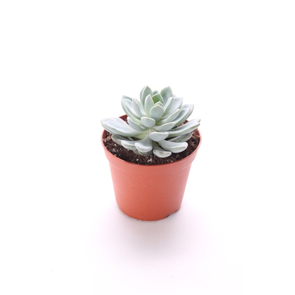 Горшечные цветы и растения оптом Echeveria Scheideckerii от 18шт из Голландии с доставкой по России