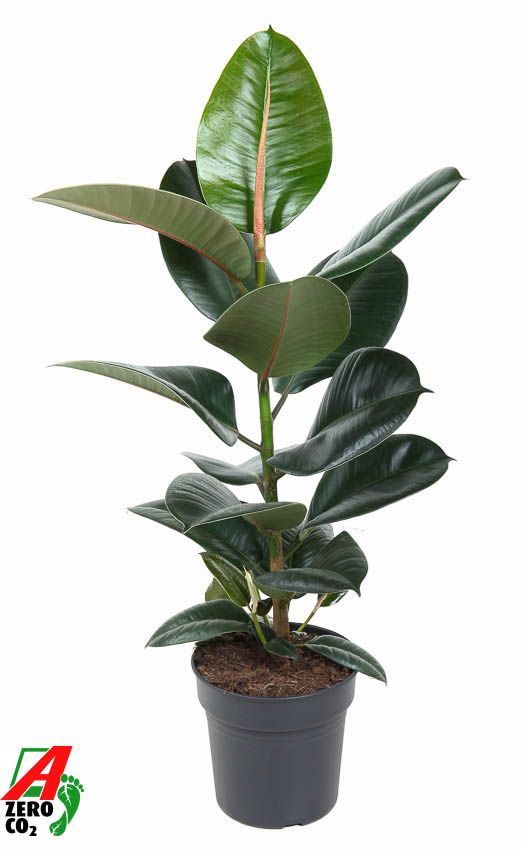 Горшечные цветы и растения оптом Ficus El Robusta 1pp от 1шт из Голландии с доставкой по России