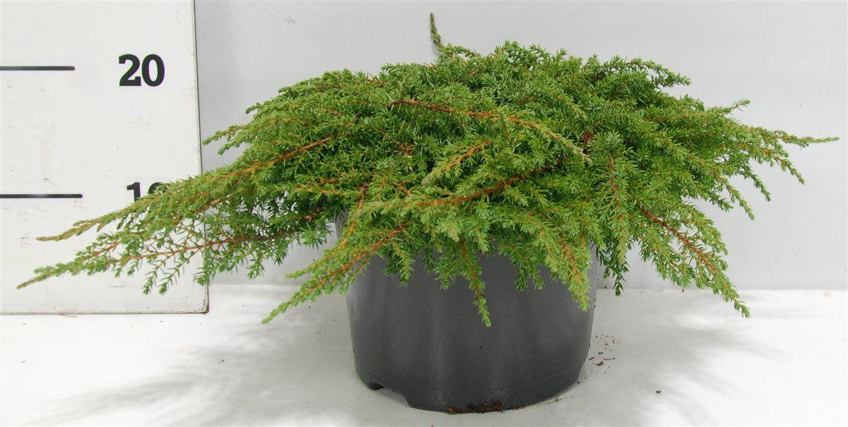Горшечные цветы и растения оптом Juniperus Comm Green Carpet от 1шт из Голландии с доставкой по России