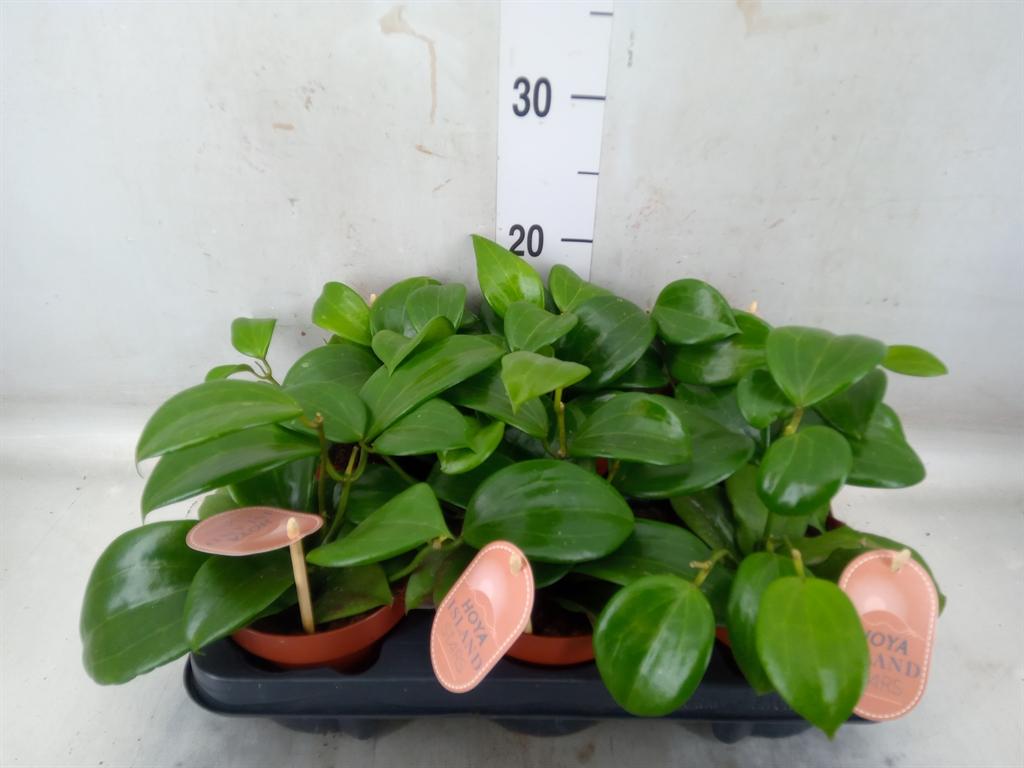 Горшечные цветы и растения оптом Hoya Quinquenervia от 6шт из Голландии с доставкой по России