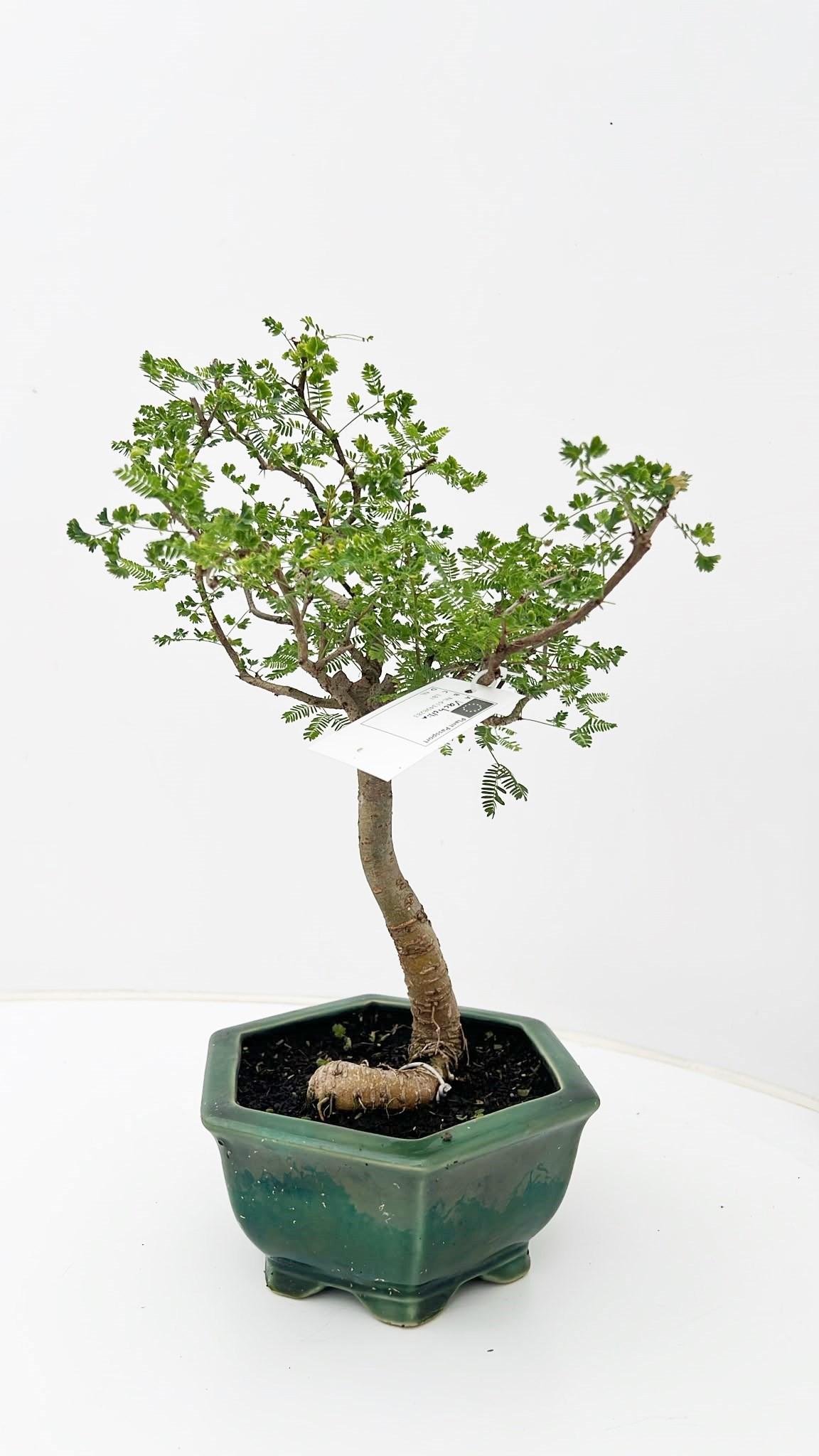 Горшечные цветы и растения оптом Vachellia Nilotica, от 1шт из Голландии с доставкой по России