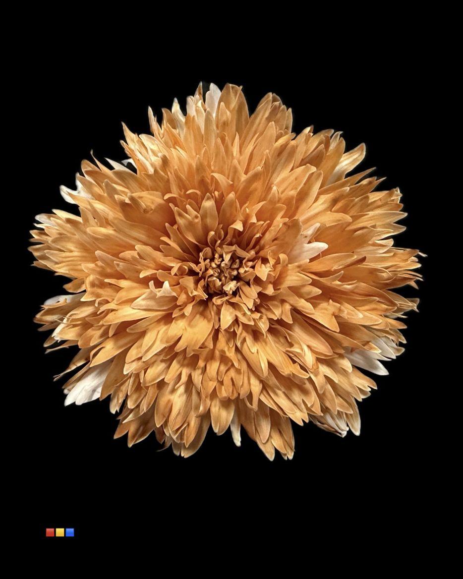 Срезанные цветы оптом Chrys bl paint undercover latte от 40шт из Голландии с доставкой по России