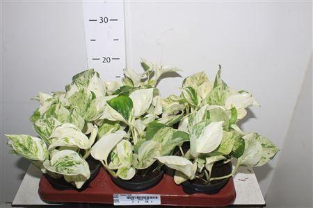 Горшечные цветы и растения оптом Epipr Happy Leaf от 6шт из Голландии с доставкой по России