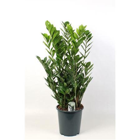 Горшечные цветы и растения оптом Zamioculcas 12+ от 1шт из Голландии с доставкой по России