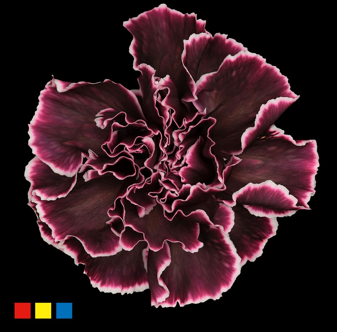 Срезанные цветы оптом Dianthus st paint gothic от 80шт из Голландии с доставкой по России