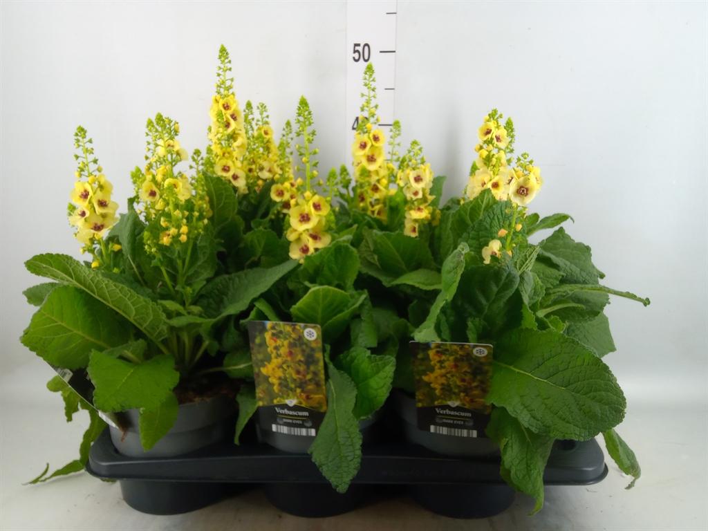 Горшечные цветы и растения оптом Verbascum Densiflorum от 6шт из Голландии с доставкой по России