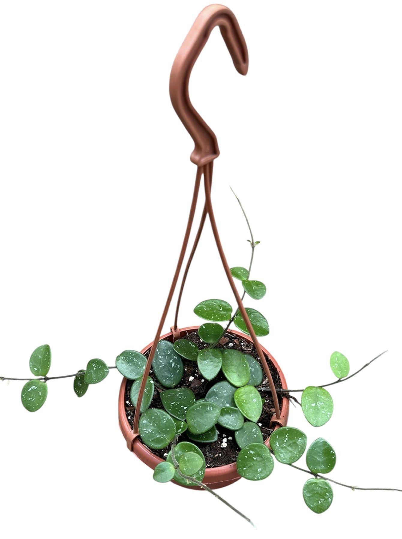 Горшечные цветы и растения оптом Hoya Mathilde от 1шт из Голландии с доставкой по России