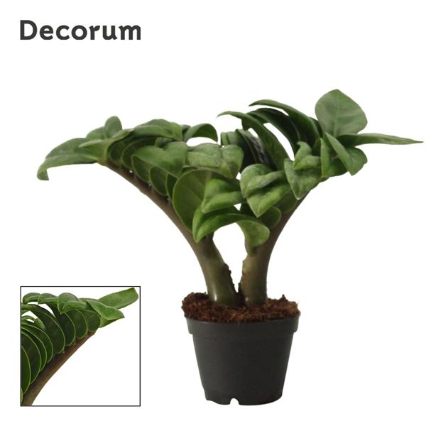 Горшечные цветы и растения оптом Zamioculcas Zenzi 2+ (decorum) от 14шт (для телеги) из Голландии с доставкой по России Горшечные цветы и растения оптом Zamioculcas Zenzi 2+ (decorum) от 14шт (для телеги) из Голландии с доставкой по России