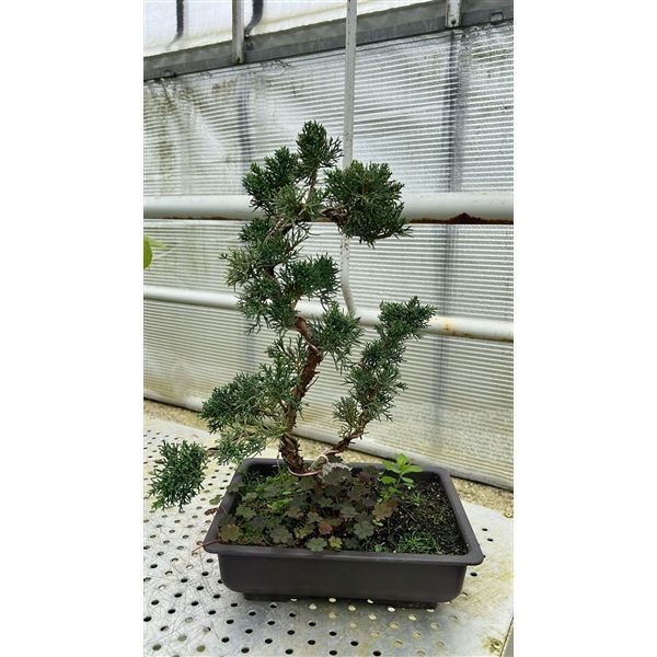 Горшечные цветы и растения оптом Bonsai Juniperus Chinensis, 28 Cm, In Trainingpot от 1шт из Голландии с доставкой по России