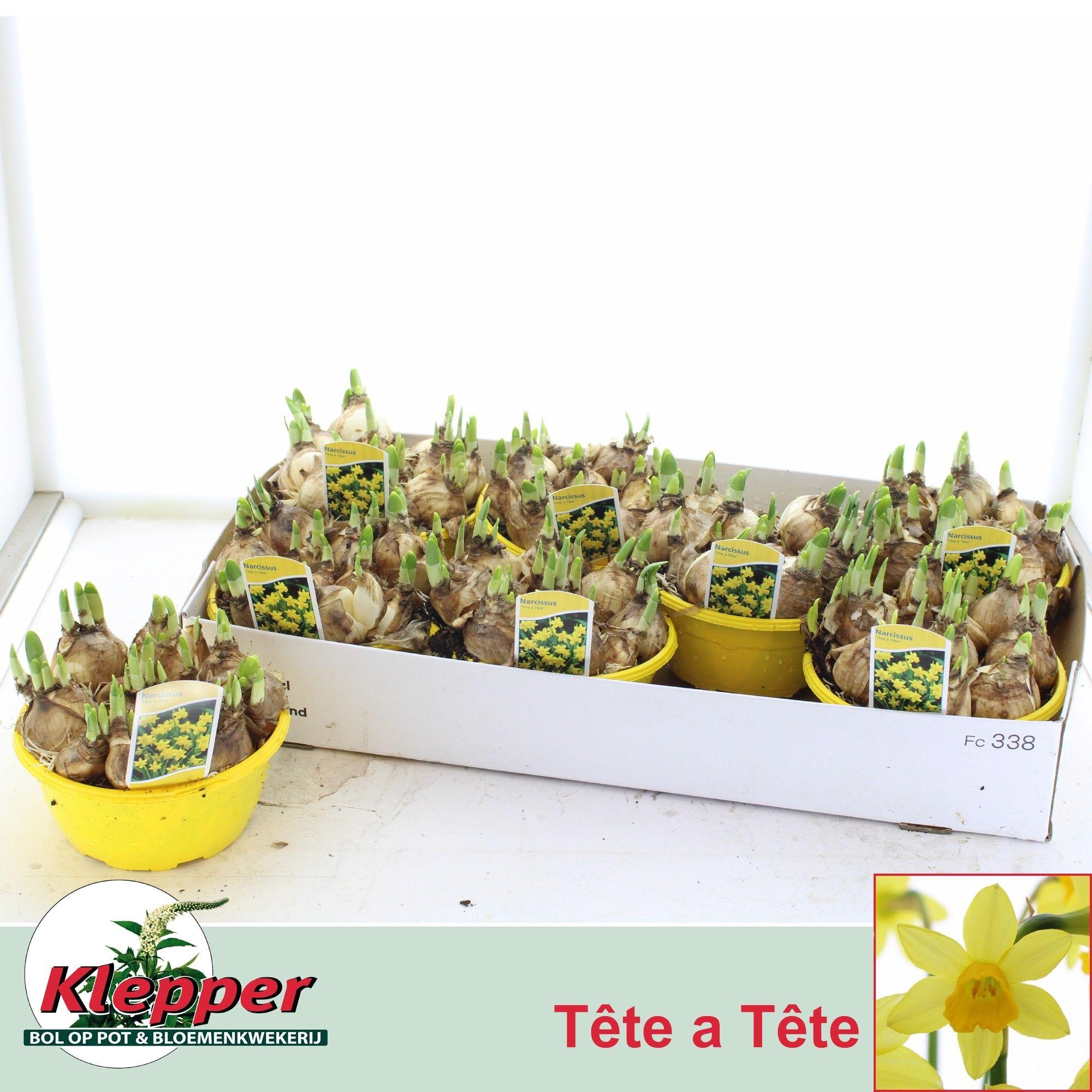 Горшечные цветы и растения оптом Narc O Tete A Tete от 7шт из Голландии с доставкой по России