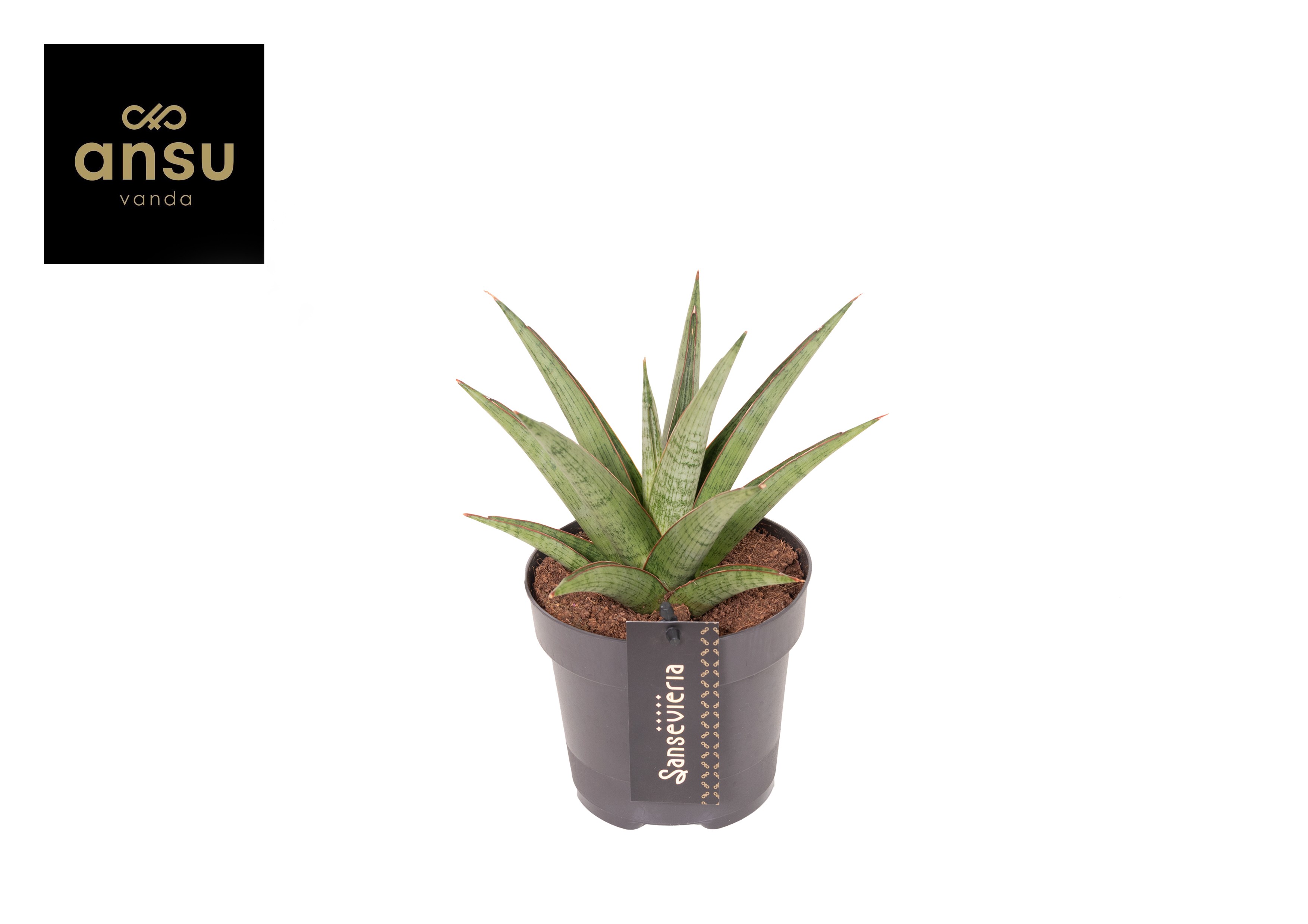 Горшечные цветы и растения оптом Sansevieria Comet Canoe No. 2 от 10шт из Голландии с доставкой по России