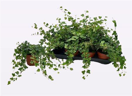 Горшечные цветы и растения оптом Hedera Helix Wonder от 8шт из Голландии с доставкой по России