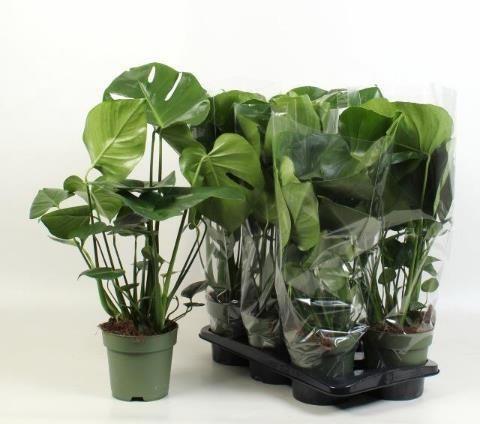 Горшечные цветы и растения оптом Monstera Deliciosa от 6шт из Голландии с доставкой по России