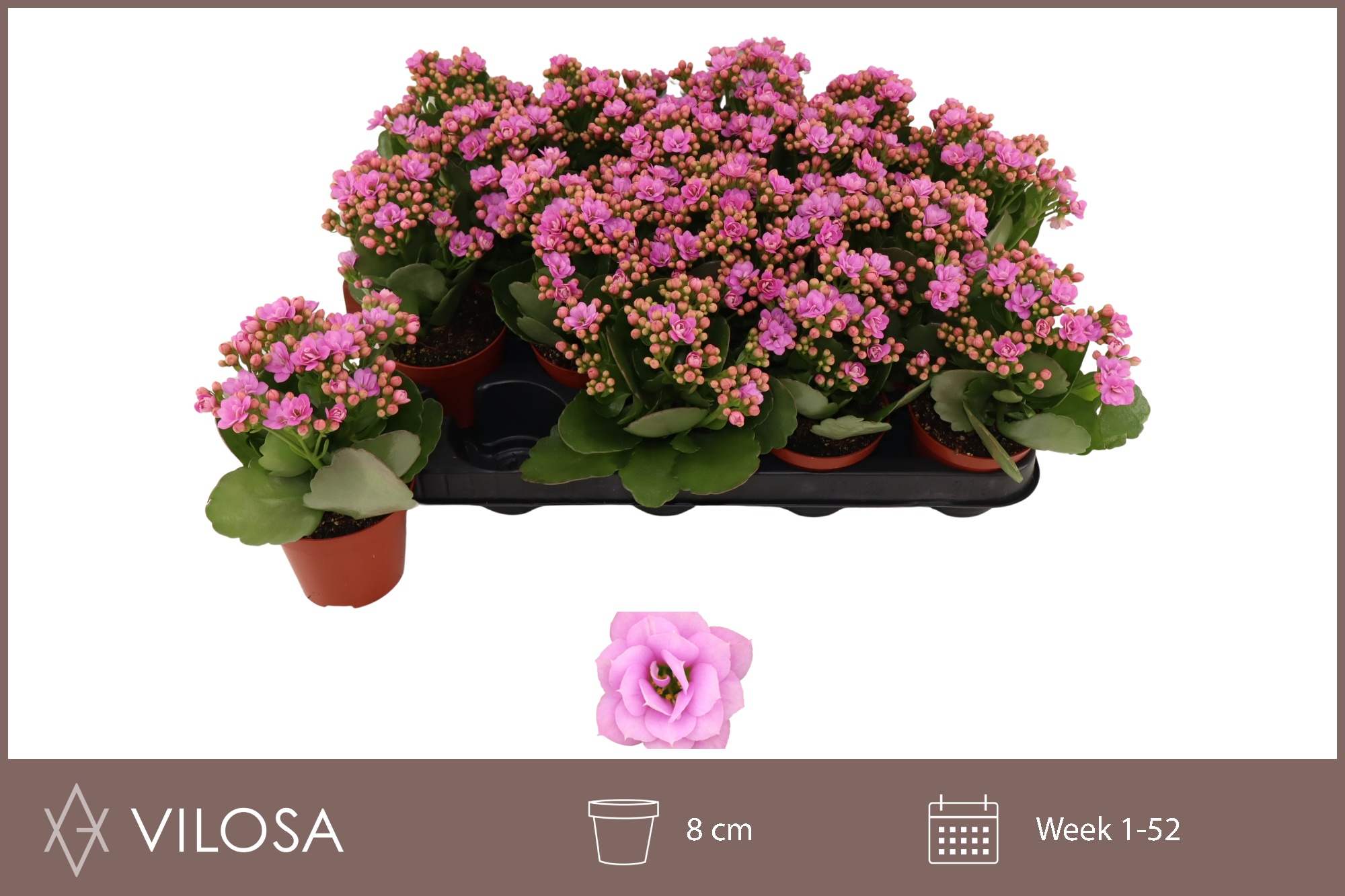 Горшечные цветы и растения оптом Kal Ge Zeta Lilac от 16шт (для телеги) из Голландии с доставкой по России