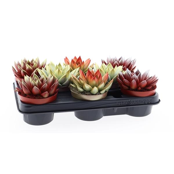 Горшечные цветы и растения оптом Echeveria Christmas Mix от 8шт из Голландии с доставкой по России