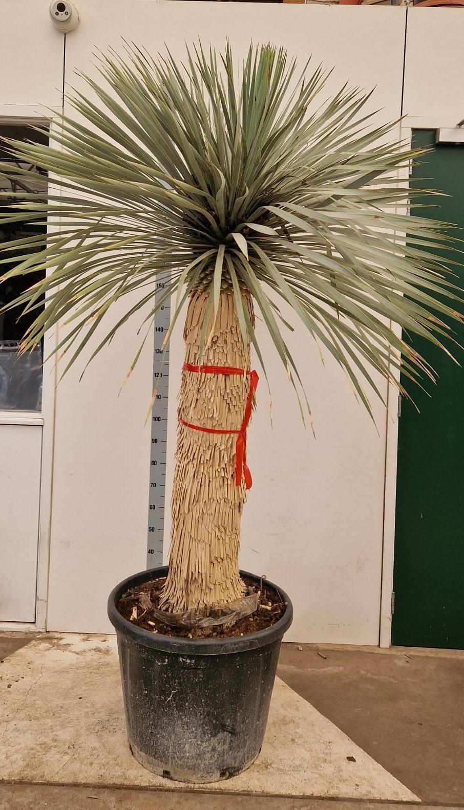 Горшечные цветы и растения оптом Yuc Rostrata от 1шт из Голландии с доставкой по России