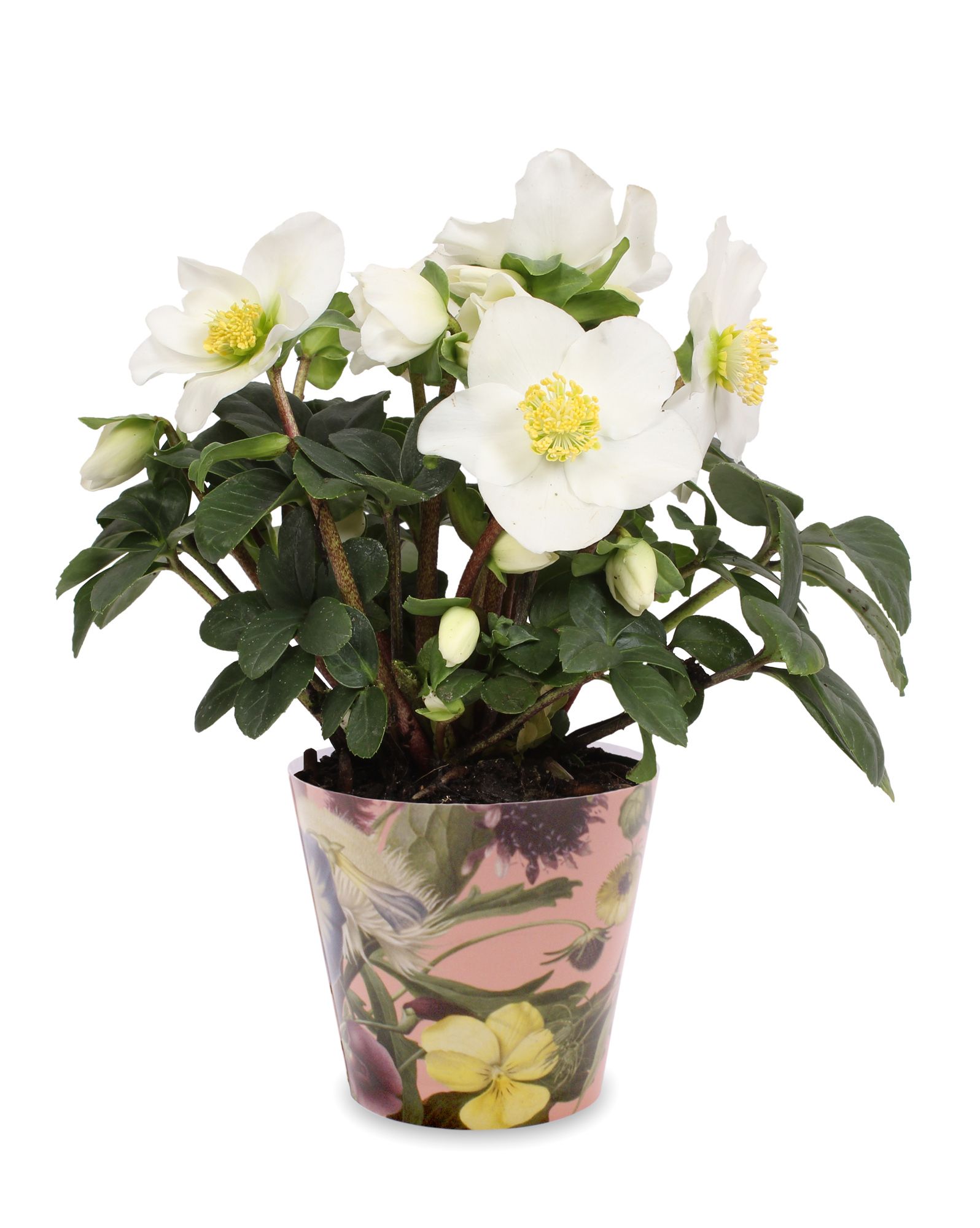 Горшечные цветы и растения оптом Helleborus N. Christmas Carol In Pot Boudoir от 8шт (для телеги) из Голландии с доставкой по России