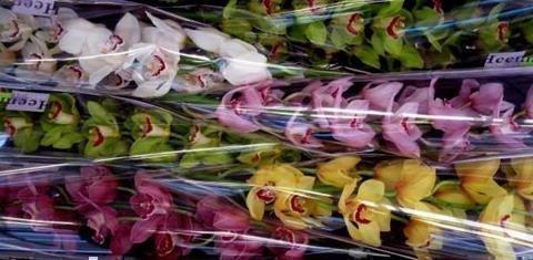 Срезанные цветы оптом Cymbidium mix от 6шт из Голландии с доставкой по России