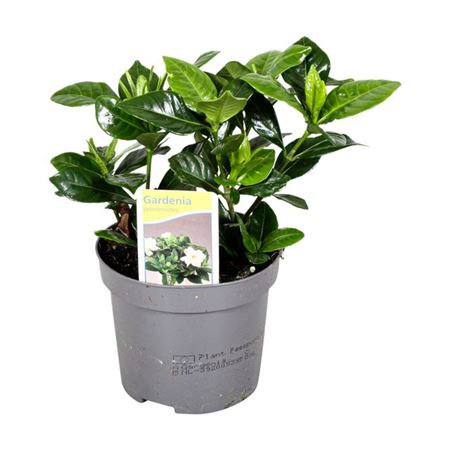 Горшечные цветы и растения оптом Gardenia Jasminoides от 12шт (для телеги) из Голландии с доставкой по России