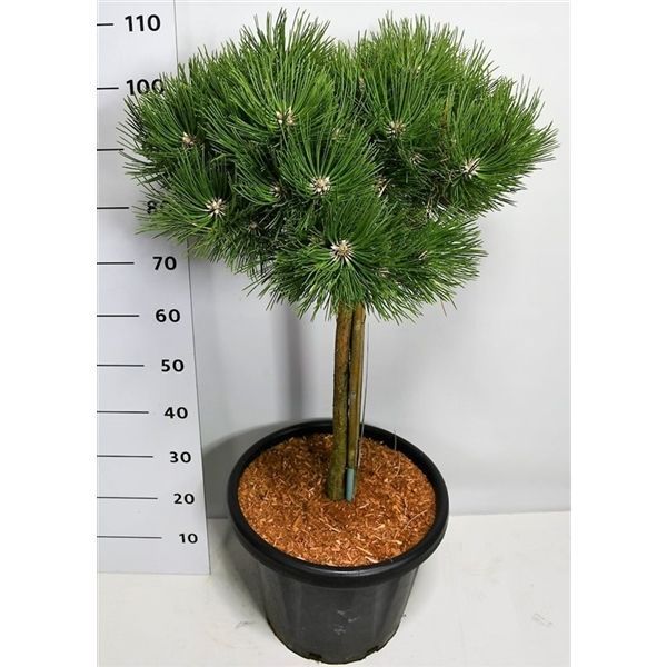 Горшечные цветы и растения оптом Pinus Nigra Keightly Broom On Stem от 1шт из Голландии с доставкой по России