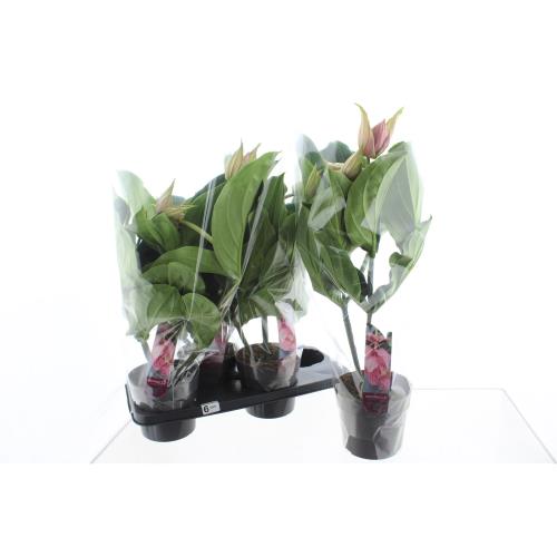 Горшечные цветы и растения оптом Medinilla Magnifica 4+ Pinatubo Etiket от 4шт из Голландии с доставкой по России