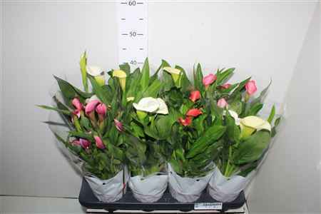 Горшечные цветы и растения оптом Zant Gem 5 Kl 2+ от 8шт из Голландии с доставкой по России