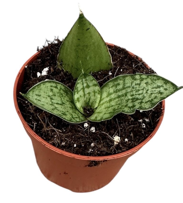 Горшечные цветы и растения оптом Sansevieria Cinta от 1шт (для телеги) из Голландии с доставкой по России