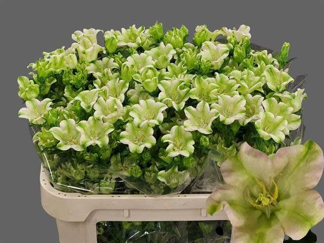 Срезанные цветы оптом Campanula evergreen single pink от 40шт из Голландии с доставкой по России