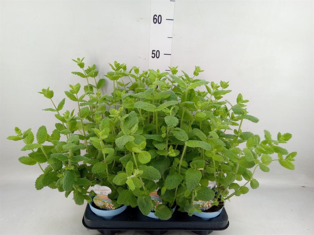 Горшечные цветы и растения оптом Mentha Suaveolens от 6шт из Голландии с доставкой по России